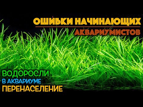 Видео: Ошибки аквариумистов | Водоросли в аквариуме | Перенаселение аквариума