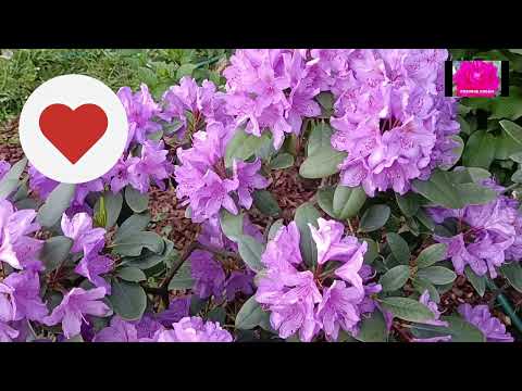 Видео: КАК ПОМОЧЬ РОДОДЕНДРОНАМ ПОСЛЕ ТРУДНОЙ ЗИМОВКИ?