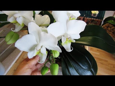 Видео: Красавица мультифлора и восторг по поводу корешков зигопеталума)))))