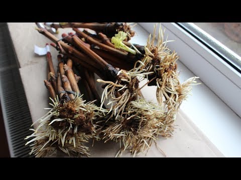 Видео: Clonex gel VS ABT. Распускание глазков. Часть 2.