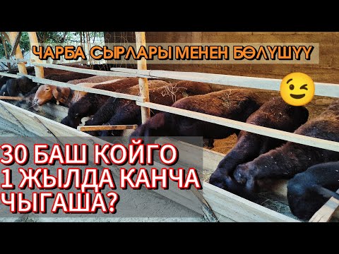 Видео: ЧАРБАКЕРДЕН КЕНЕШ! Ар бир чарбакер көрсүн! 🤩☝️ Кой темасы