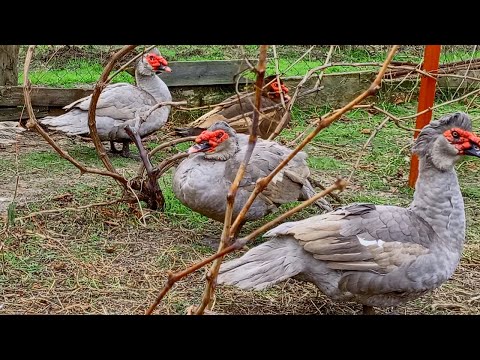 Видео: Мускусные утки, взвешивание тушек. Обзор хозяйства