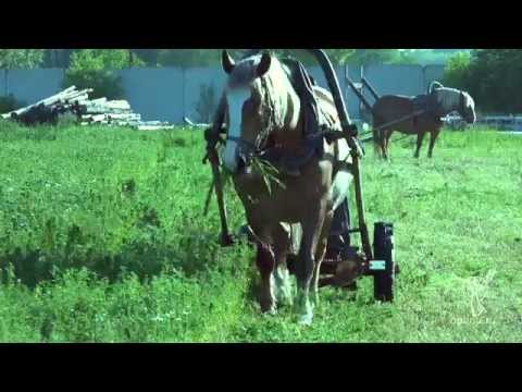 Видео: Сенокос на лошадях