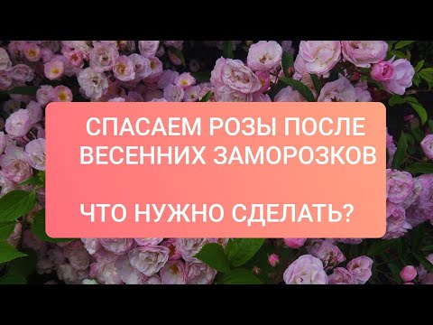 Видео: РЕАБИЛИТАЦИЯ РОЗ ПОСЛЕ ВОЗВРАТНЫХ ЗАМОРОЗКОВ 🌹#розарий #розывсаду #садоводство #садоводничество
