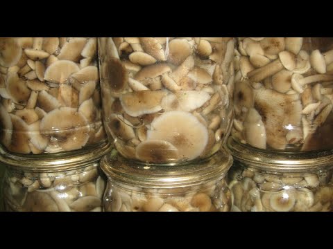 Видео: Самый простой и вкусный рецепт маринования опят по-домашнему