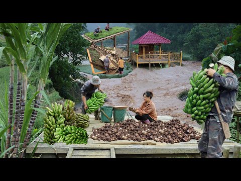 Видео: Сбор урожая после шторма | Сбор урожая, восстановление и продажа на рынке