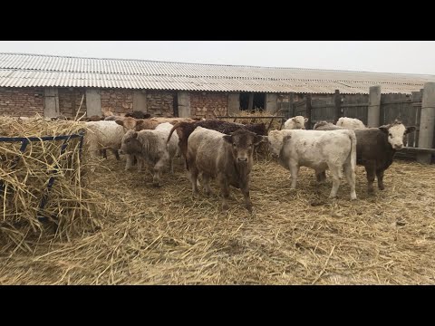 Видео: Четвёртый месяц откорма бычков, коротко о рационе