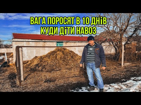 Видео: Зважуєм Поросят в 10 днів🐽Куди діваємо навоз❌🏠