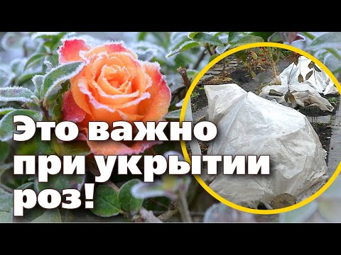 Видео: ДВА БЫСТРЫХ СПОСОБА УКРЫТИЯ РОЗ НА ЗИМУ. Советы профессионала