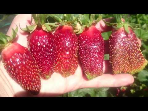 Видео: Великолепная земклуника Купчиха в Омске на 1.07.2019!