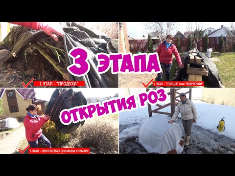 Видео: Как и когда открывать розы весной? 3 этапа открытия роз после зимы! Первая весенняя обработка роз!