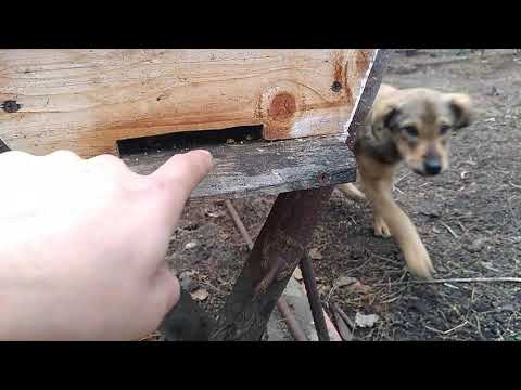 Видео: Кеннийский улей. ОБЗОР...