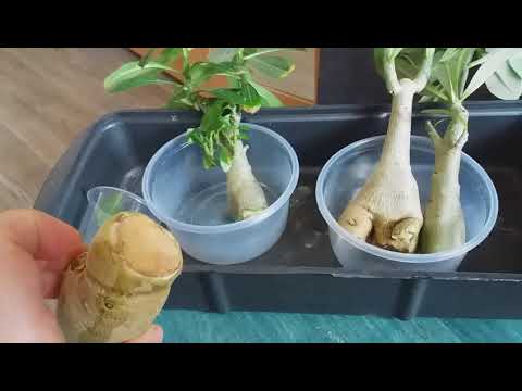 Видео: Адениумы. Рано радовалась.