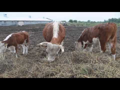 Видео: Дархан дала. Бородулиха