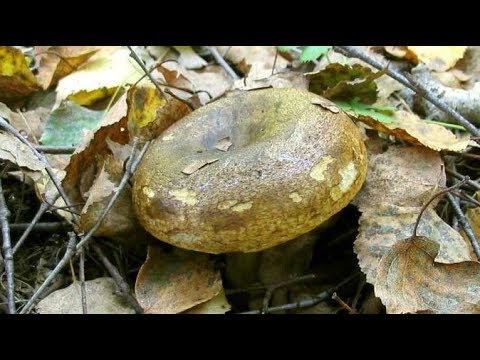 Видео: Вымачиваем черный груздь.