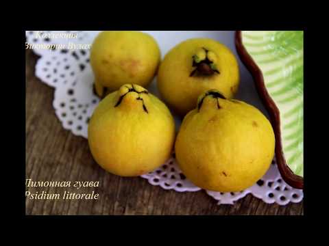 Видео: Псидиум Литорале \ (Лимонная гуава) \ Psidium Littorale - Yellow Cattley guava/Psidium cattleanum