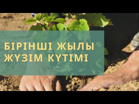 Видео: Бірінші жылы тез өсіп кетуі үшін.