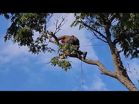 Видео: Удаление дерева над забором
