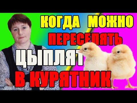 Видео: Когда можно переселять цыплят в курятник. Бройлер 2кг180гр за месяц - чем кормить.