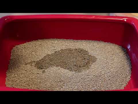 Видео: Как выбрать наполнитель для кошек + тест-драйв 4 наполнителей