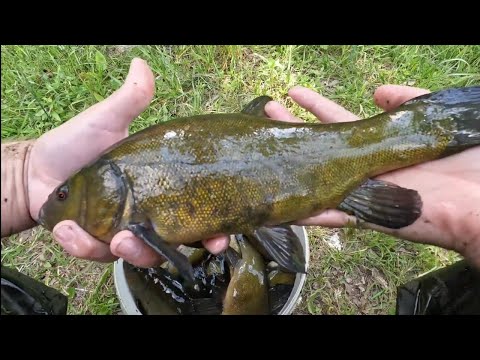 Видео: Линь по килограмму. Много линя. Ловля рыбы.