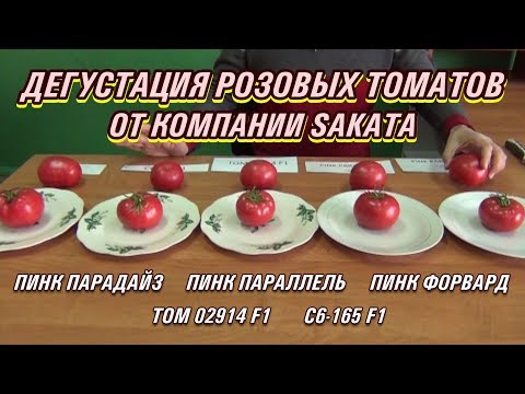 Видео: ДЕГУСТАЦИЯ РОЗОВЫХ ТОМАТОВ ОТ SAKATA - ПИНК ПАРАДАЙЗ, ПИНК ПАРАЛЛЕЛЬ, ПИНК ФОРВАРД, 02914 F1, 165 F1