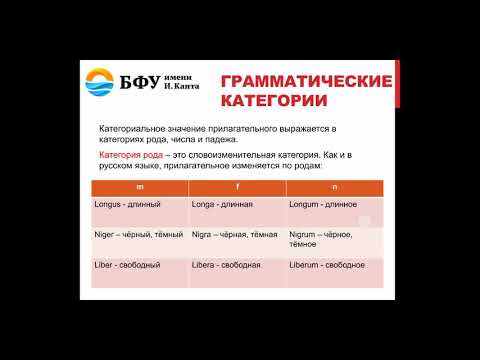 Видео: Имя прилагательное в латинском языке