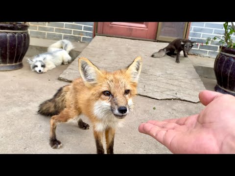 Видео: Я в шоке! Лиса 🦊, которая пропала так давно, нашла меня. 🥰😘❤👍👍👍👍