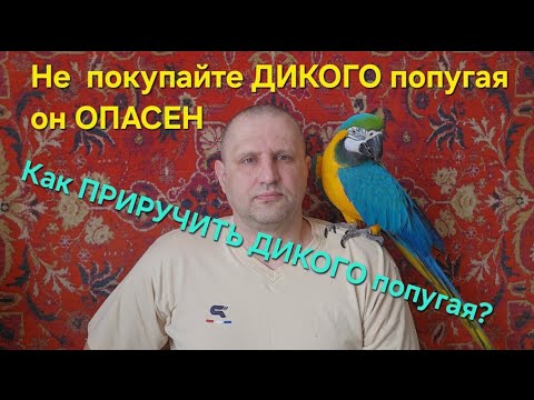 Видео: Не покупайте ДИКОГО ПОПУГАЯ. Как ПРИРУЧИТЬ ДИКОГО попугая?