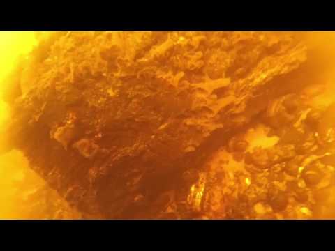 Видео: Что таит Березина?