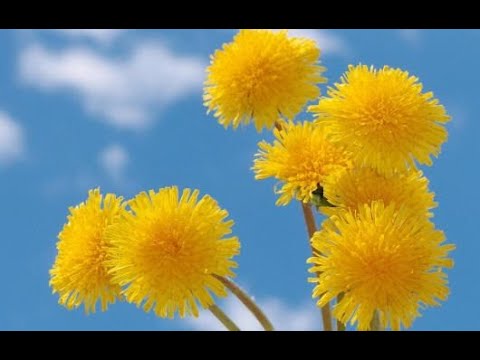 Видео: Делаем одуванчик