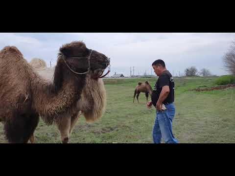 Видео: Верблюжий остров