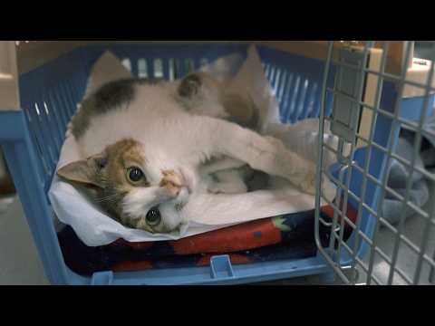 Видео: Я потерял ногу, но нашел новую семью [Чигым-и, Сеони-Часть 6]