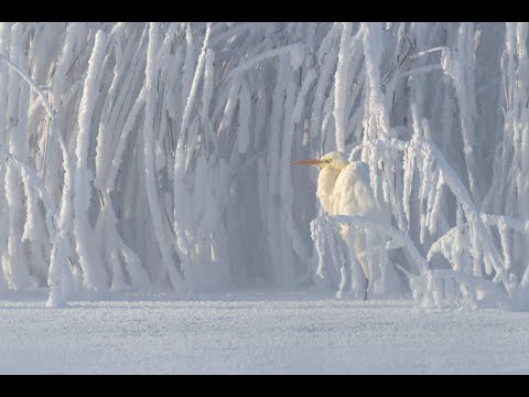 Видео: Зимующие белые цапли