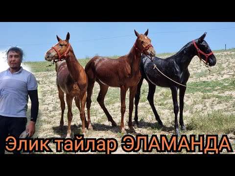 Видео: САТЫЛДЫ БААРЫ  тайлар⭐️28 мая 2022 г.