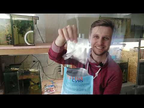 Видео: Как приготовить Артемию? Декапсулированная Артемия не очень?!