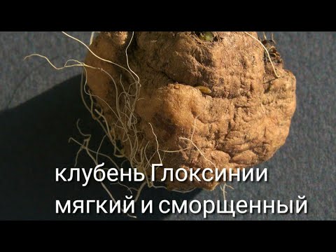 Видео: КЛУБЕНЬ ГЛОКСИНИИ ВЫСОХ ,СМОРЩИЛСЯ ,ЧТО ДЕЛАТЬ.