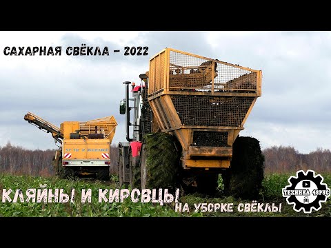 Видео: Комбайн Kleine SF-10 и маленькие Кировцы на уборке сахарной свёклы. Липецкая область, 2022 год