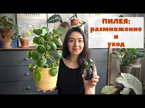 Видео: Пилея пеперомиевидная / Уход в домашних условиях: грунт, полив, освещение и размножение