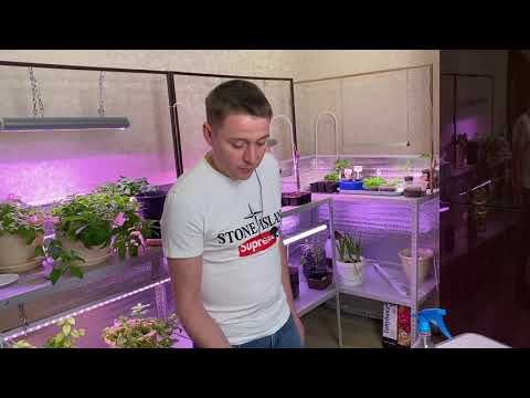 Видео: Малина. Ремонтантная малина из семян.