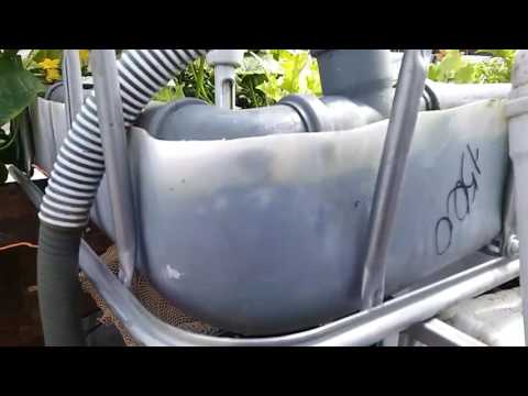 Видео: Аквапоника клариевый сом опыт