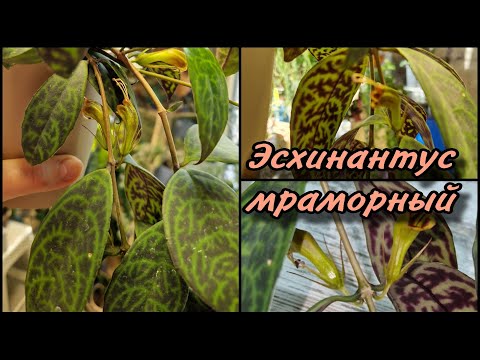 Видео: ЭСХИНАНТУС мраморный  ЦВЕТОК который никого РАВНОДУШНЫМ НЕ ОСТАВИТ! Уход, содержание, пересадка