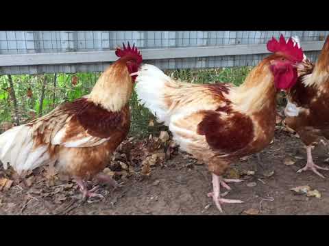 Видео: Цветной бройлер. От чего зависит вес?