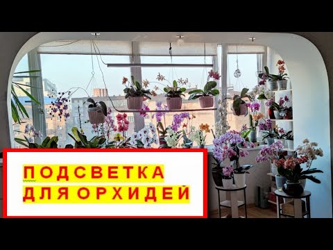 Видео: ПОДСВЕТКА/ДОСВЕТКА для орхидей! ОСВЕЩЕНИЕ для ОРХИДЕЙ. СВЕТИЛЬНИКИ для подсветки ОРХИДЕЙ! НАГЛЯДНО!