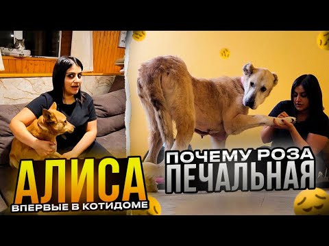 Видео: Проша кидается на Алабайку от ревности, срочно забирайте его. ВПЕРВЫЕ Алису принесли в КотиДом.