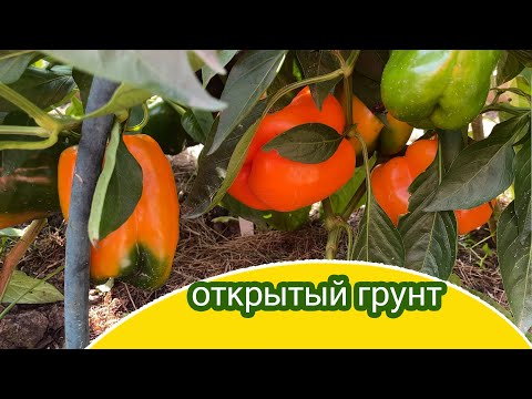 Видео: Перцы в открытом грунте