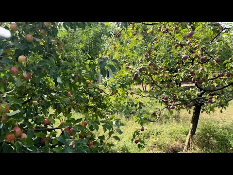 Видео: Екскурсія по саду 