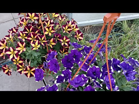 Видео: Обзор июльского безумия цветения петуний и цветочных композиций. Тульская обл.