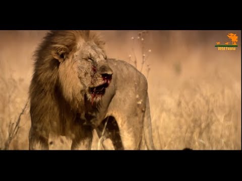 Видео: Wild Fauna / Битва прайдов / Lion Kingdom / 3-Кровная вражда