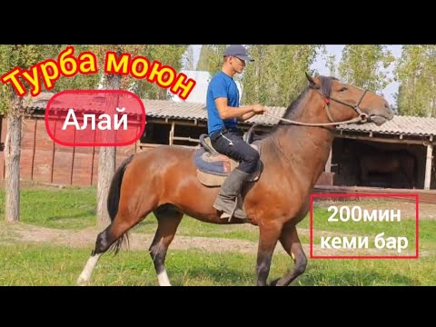 Видео: Алай